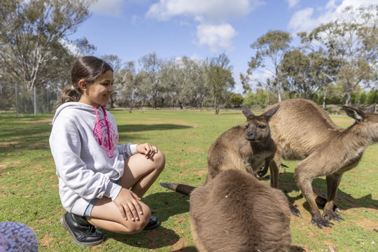 Young guest kneeling down as she meets three Wallabies in a "Keeper For A Day" encounter.