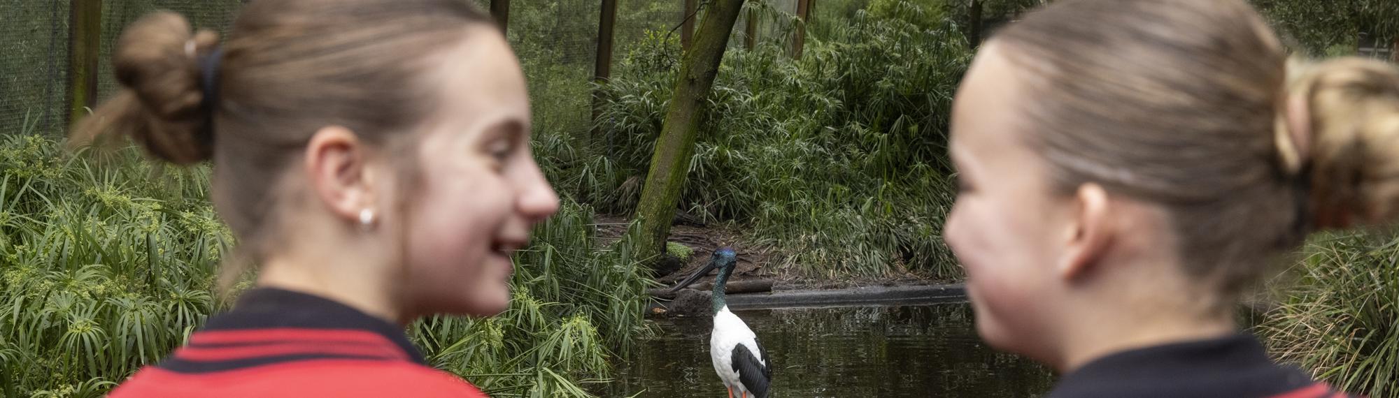 Two guests enthusiastically watching a Jabiru (Black-necked) Stork, facing left in the background, while talking to each-other, in the Great Australian Aviary.