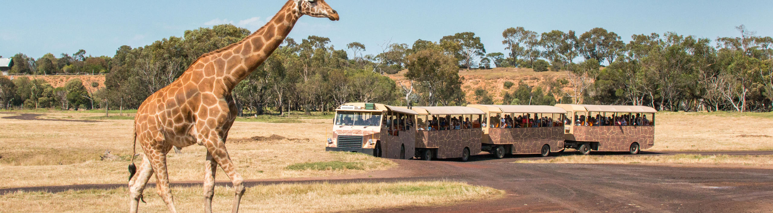 Giraffe walking in foreground across a grassy field. A bus with four carriages is driving in the background.