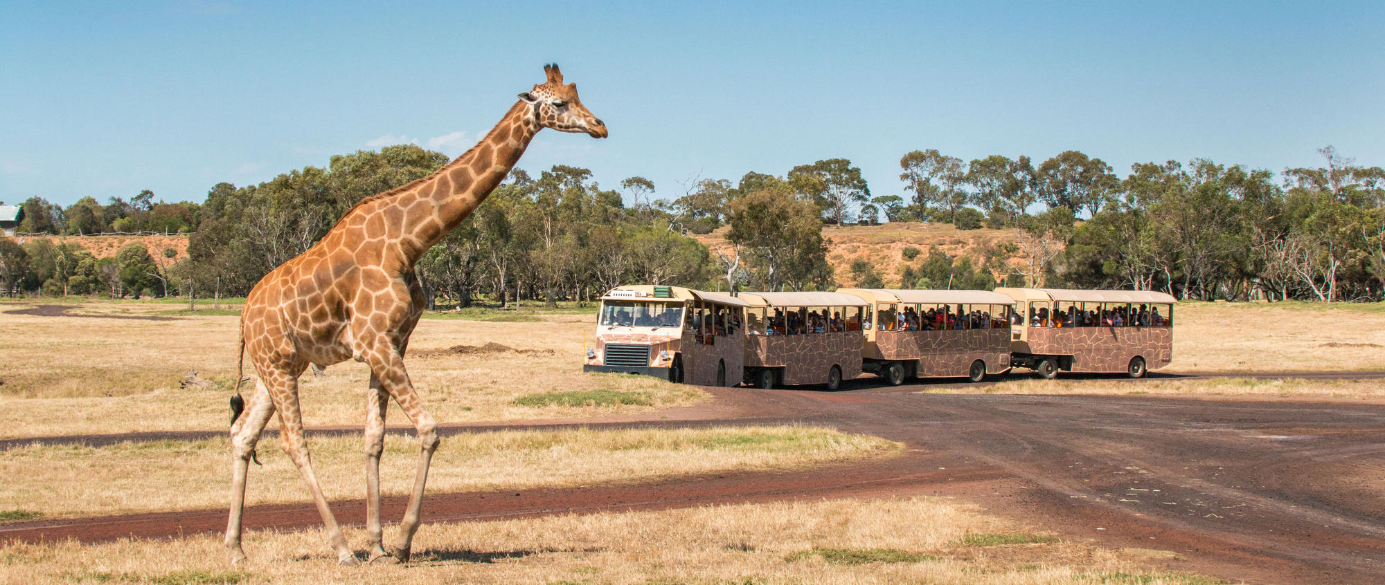 Giraffe walking in foreground across a grassy field. A bus with four carriages is driving in the background.