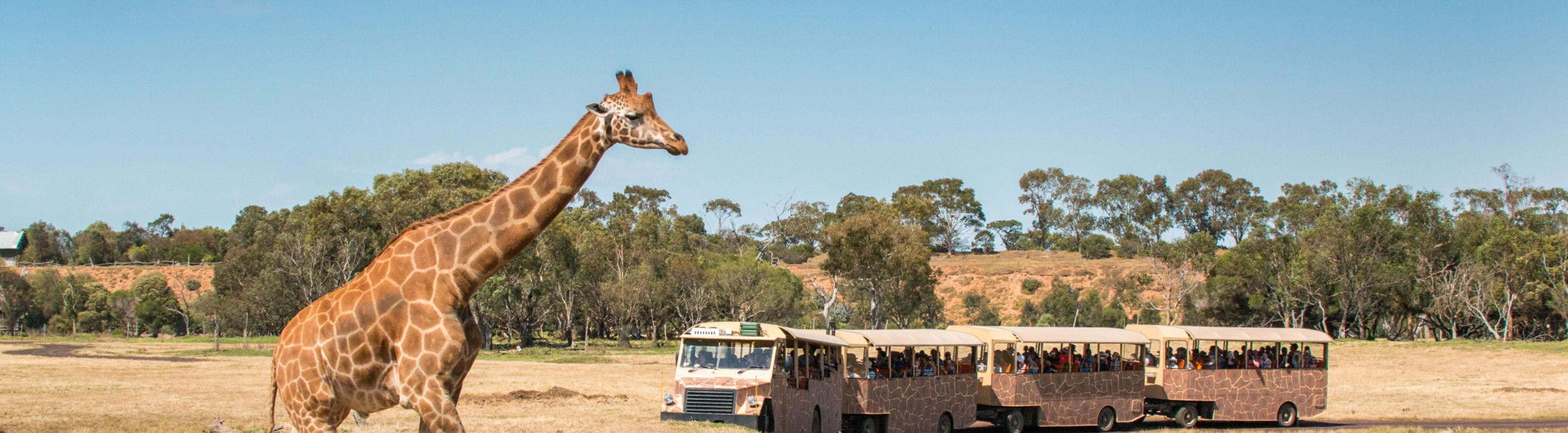 Giraffe walking right in foreground across a grassy field, while a bus with four carriages is driving past to the left, in the background.