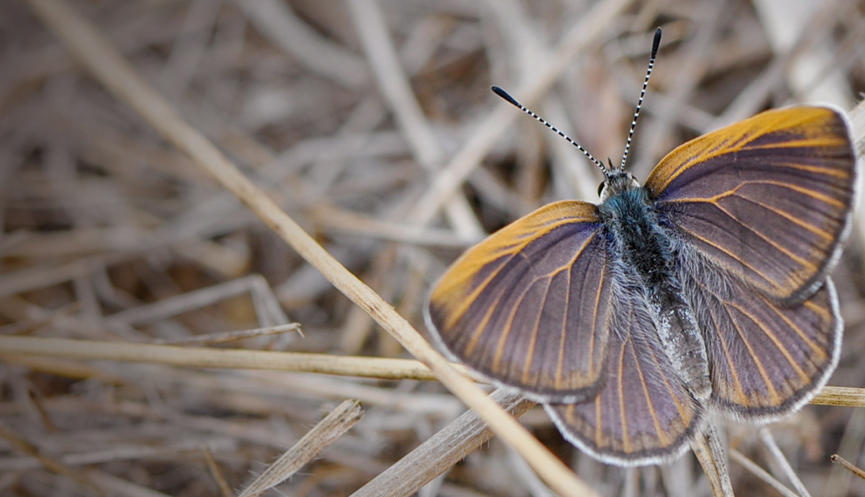 A Golden-rayed Blue Butterfly perched on dry, yellow grass, surrounded by a tinted overlay.