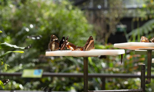 Four Butterflies on feeding table in the Butterfly House.