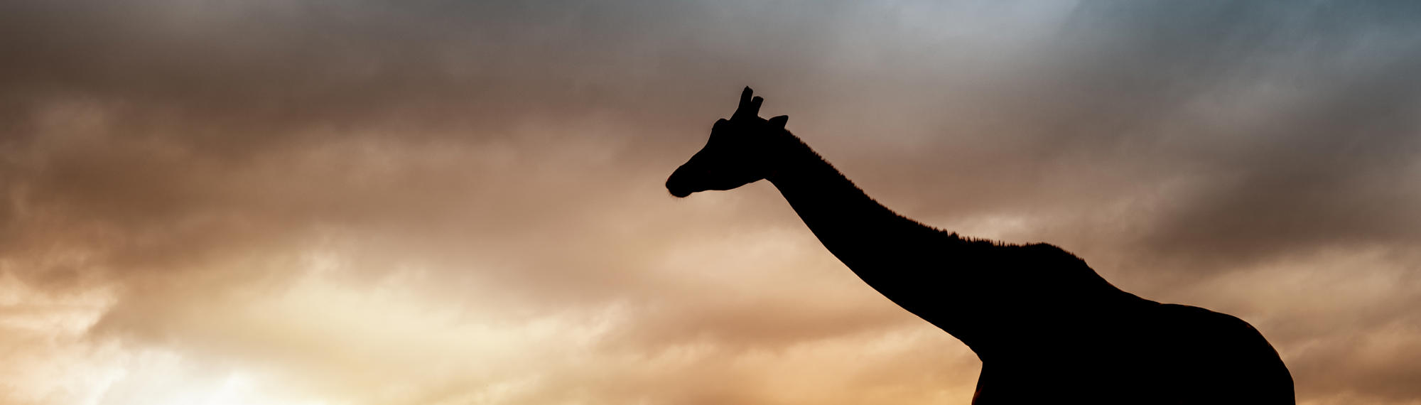Silhouette of Giraffe, necked craned down and looking left, against a cloudy dusk sky.