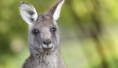 The face of a fluffy pale brown Eastern Grey Kangaroo, close-up and facing the camera.