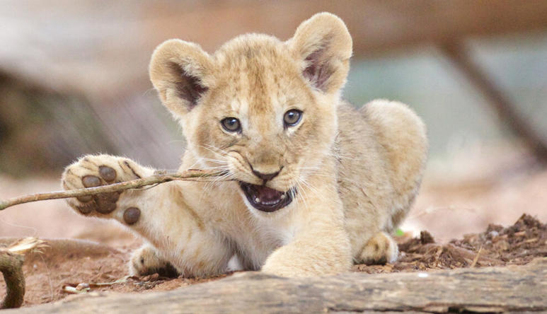 Lion Cub Zuberi