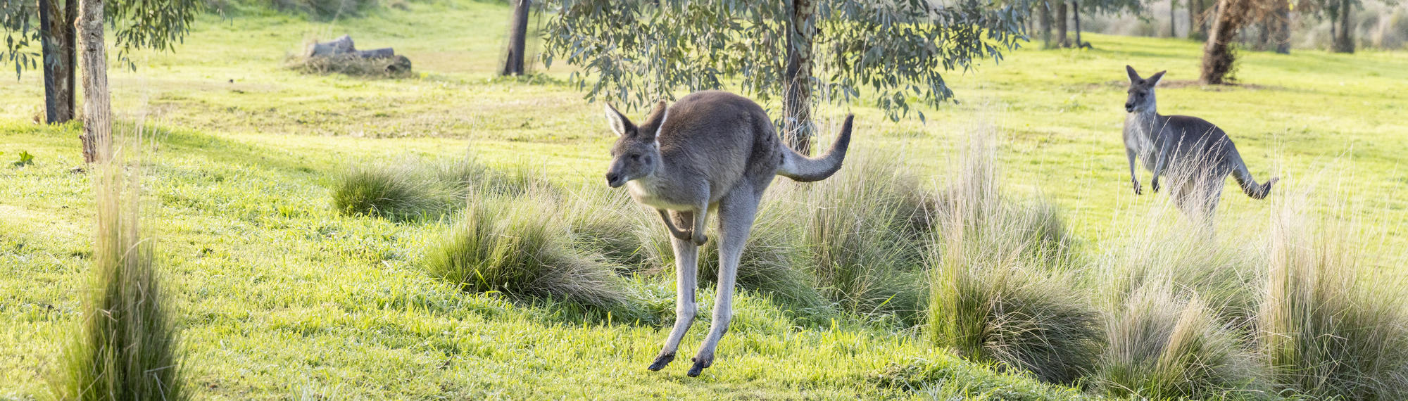 Two kangaroos jumping through short and long green grass. Trees in background.