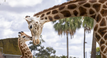 Zoos Victoria
