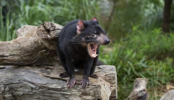 Full body shot of a Tasmanian Devil with their mouth open, standing on a log and looking left (our right).