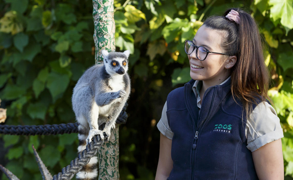 A keeper looking at a Lemur 