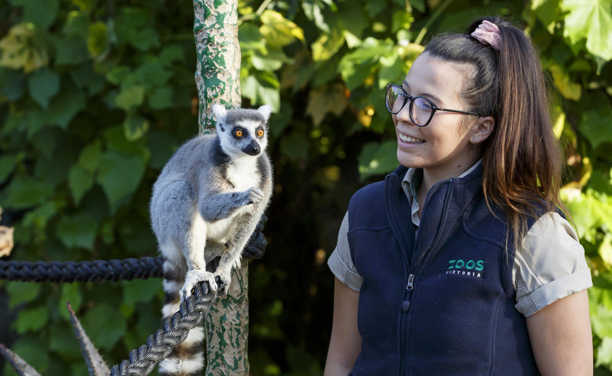 Enthusiastic Keeper on the right, looking at a Lemur on the left, grabbing a black rope.
