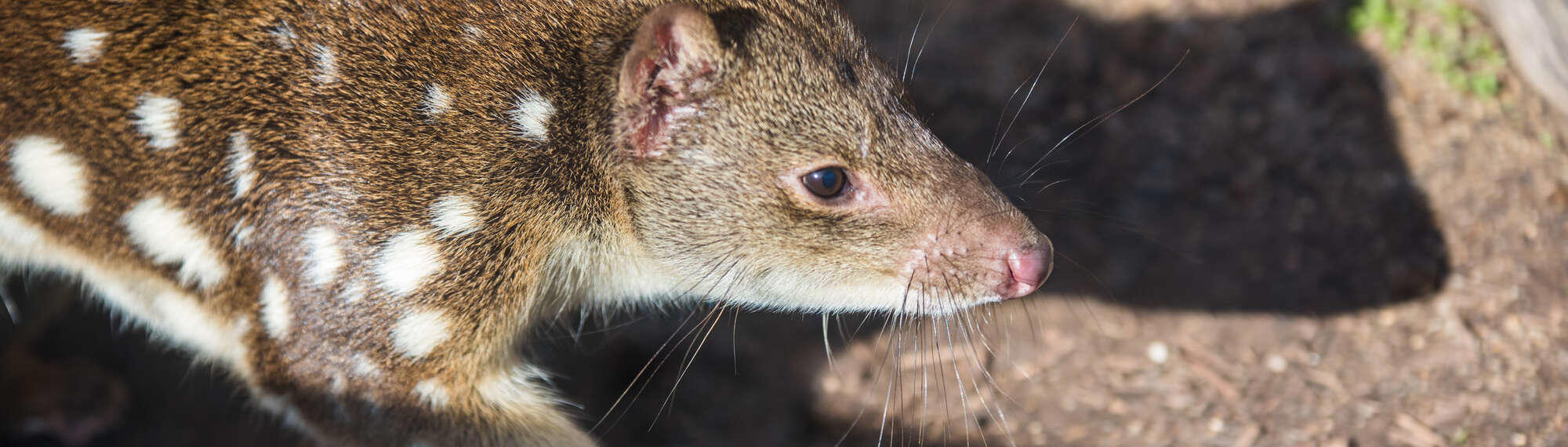 A resident Quoll out in the Kyabram Sun.