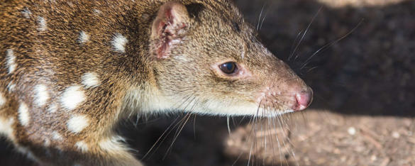 A resident Quoll out in the Kyabram Sun, facing right.