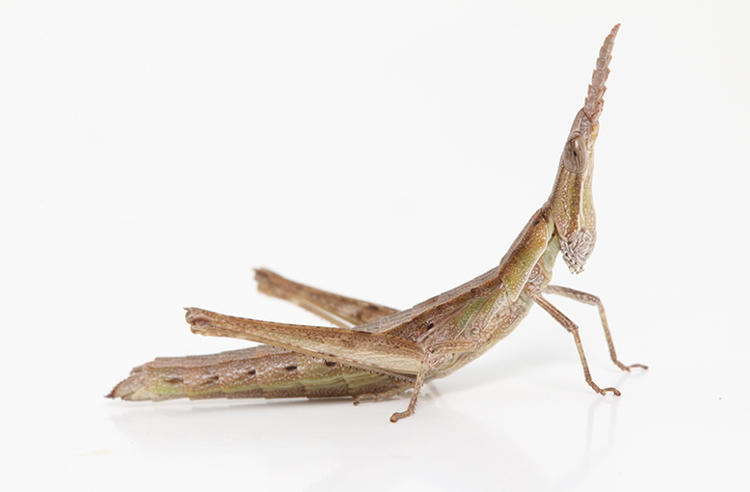 Key's Matchstick Grasshopper in front of a white background. It is brown with a pointed head. 