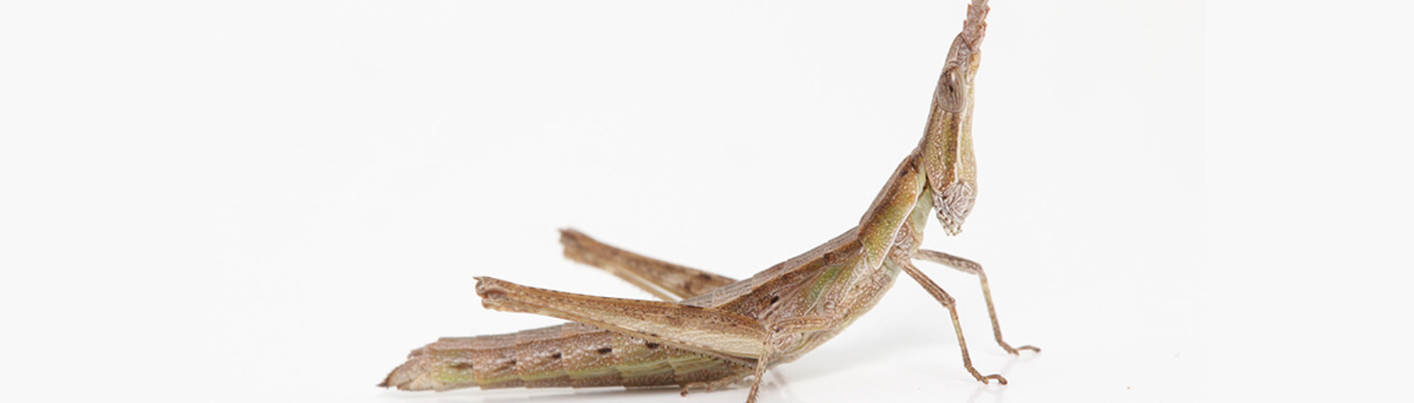 Key's Matchstick Grasshopper in front of a white background. It is brown with a pointed head. 