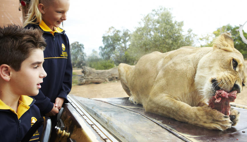 Two children dressed in school uniform watch a female lion eating a piece of meat from behind display glass.
