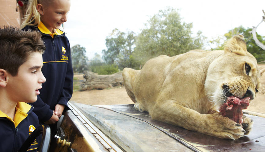 Two children dressed in school uniform watch a Lioness eating a piece of meat from behind the display glass.