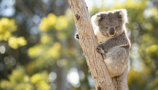 Koala sitting in the fork of a tree, looking to the camera.