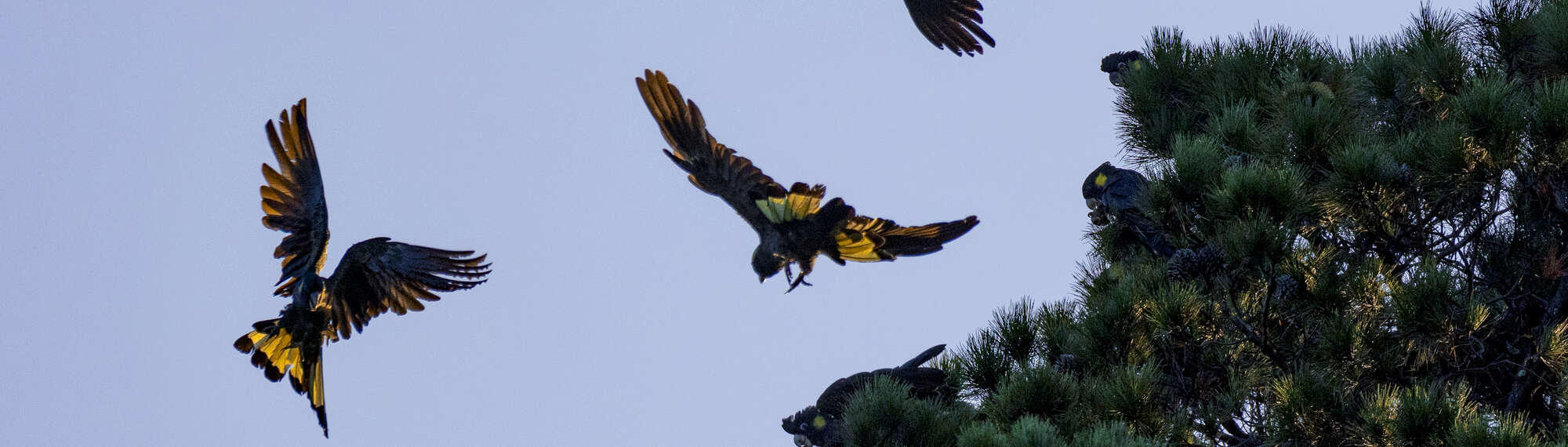 Yellow-tailed Black-cockatoos flying away from a tree with dusk lighting