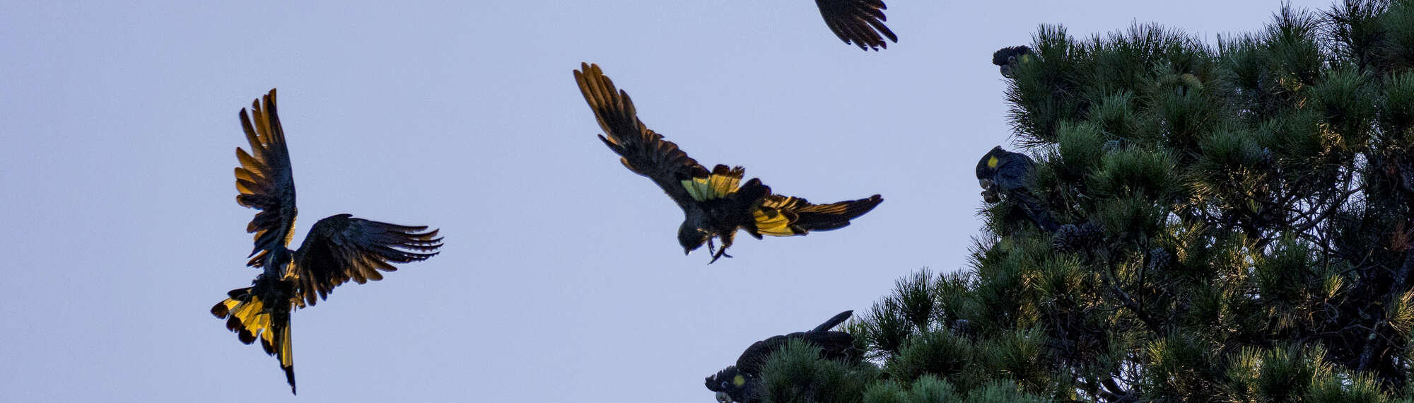 Three Yellow-tailed Black-cockatoos flying away from a tree with dusk lighting.