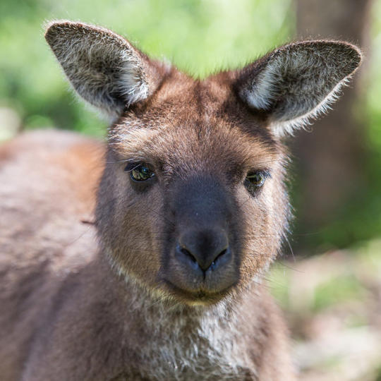 Close up photo of a brown kangaroo facing camera.