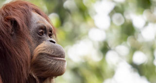 Side profile of a Sumatran Orangutan looking to the right with greenery in the background