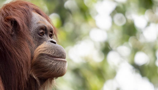 Side profile of a Sumatran Orangutan looking to the right with greenery in the background