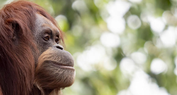 Side profile of a Sumatran Orangutan looking to the right with greenery in the background.