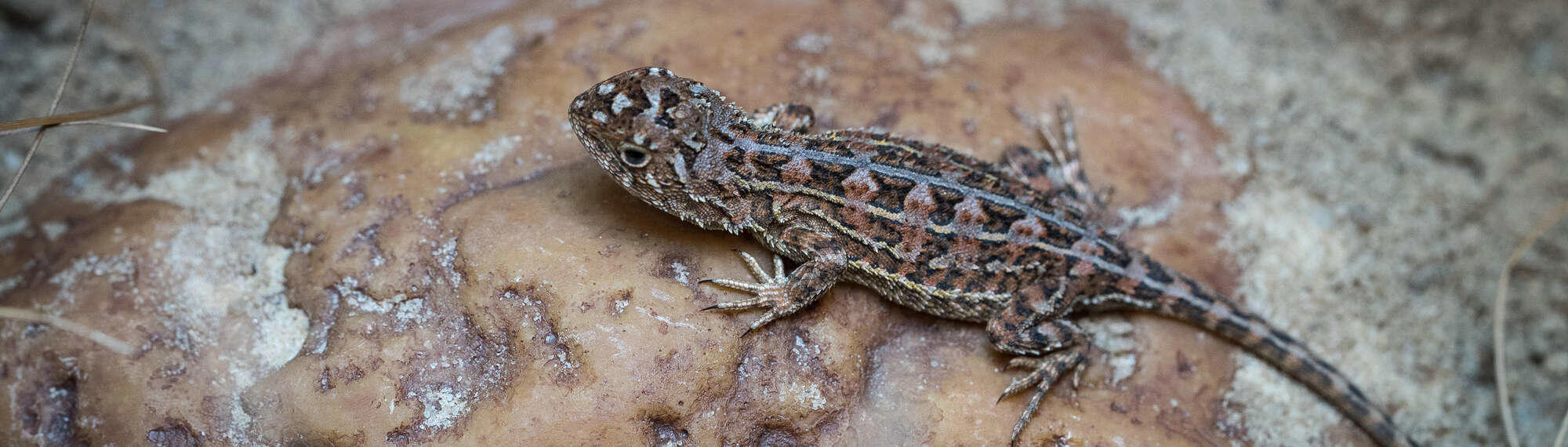 One Grassland Earless Dragon, facing left.