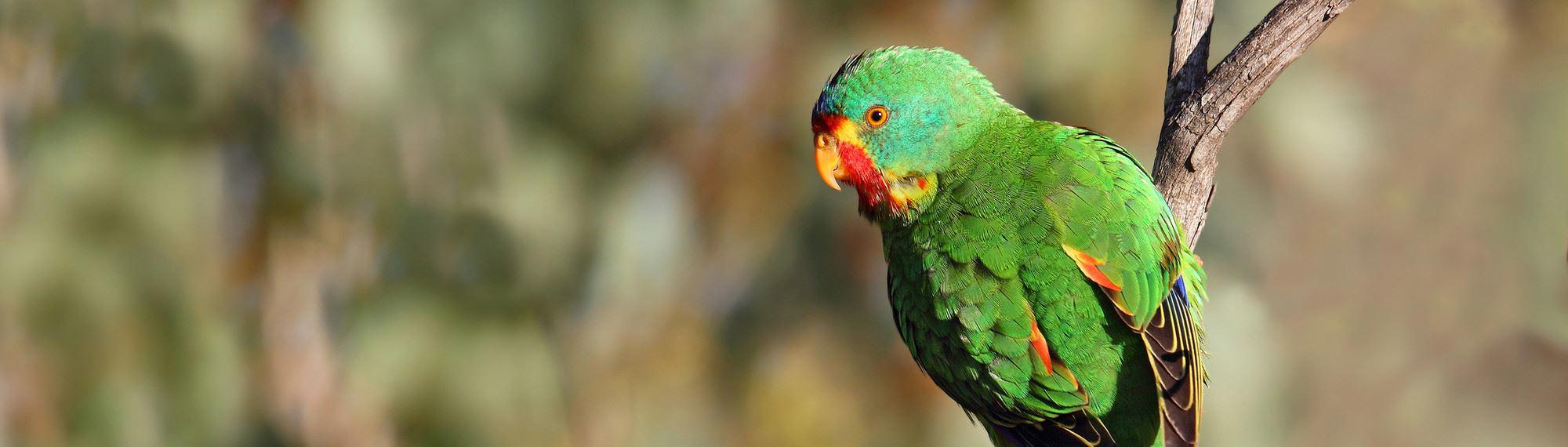 A Swift Parrot perched on a branch looking sideways towards the camera; parrot is mostly green with red and yellow on its face and wings.