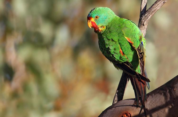 A Swift Parrot perched on a branch looking sideways towards the camera; mostly green with red and yellow on the face and wings.