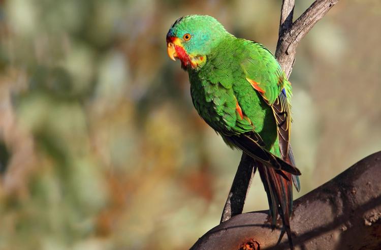 A Swift Parrot perched on a branch looking sideways towards the camera; parrot is mostly green with red and yellow on its face and wings.