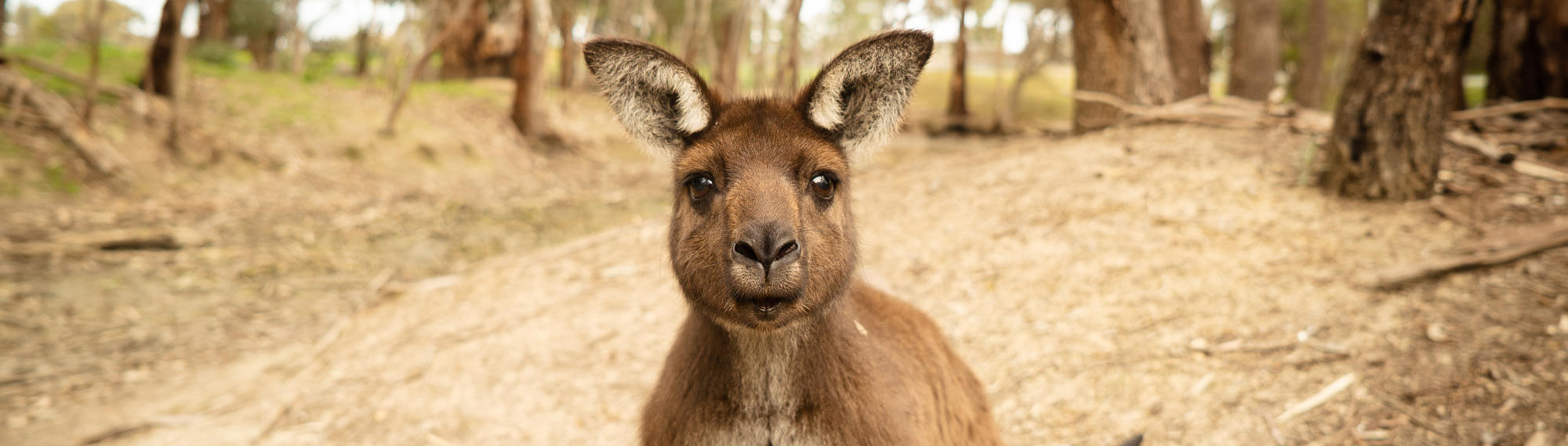 Kangaroo Island Kangaroo directly facing the camera.