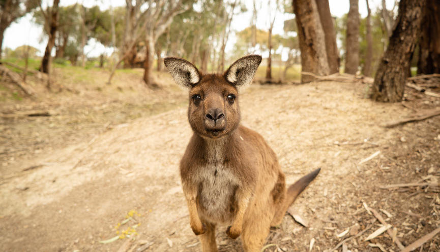 Kangaroo Island Kangaroo directly facing the camera.