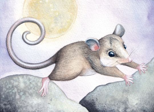 illustration of Pippa, the Mountain Pygmy-possum, hopping right between rocks beneath the moon.