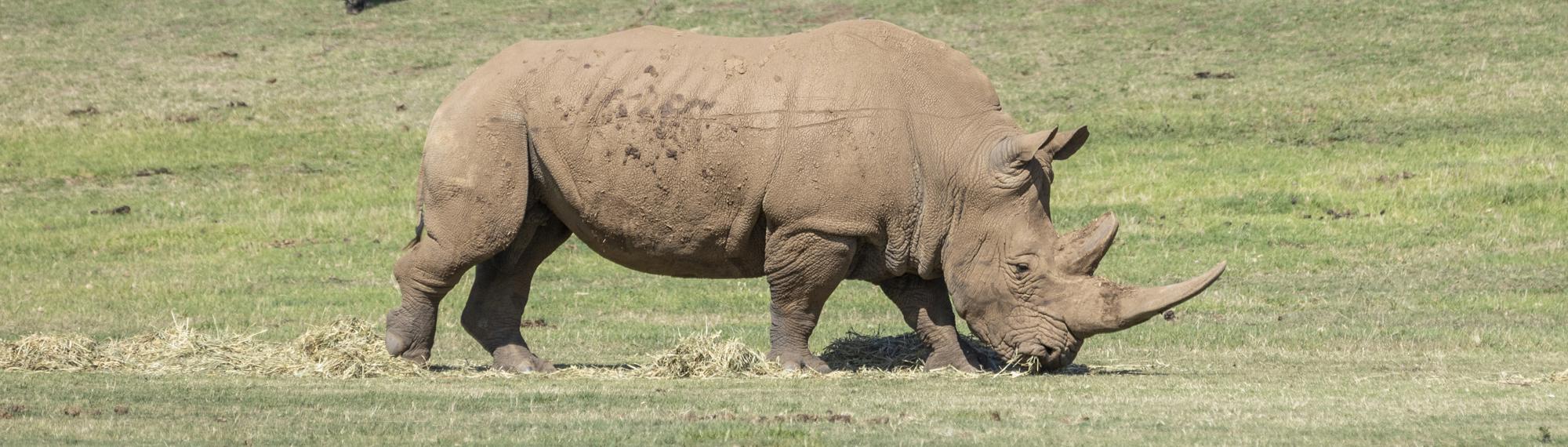 A Southern White Rhinoceros, eating grass, seen from the right.