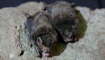 Two small black bats with their wings drawn in tight, perching next to each other on a rocky surface