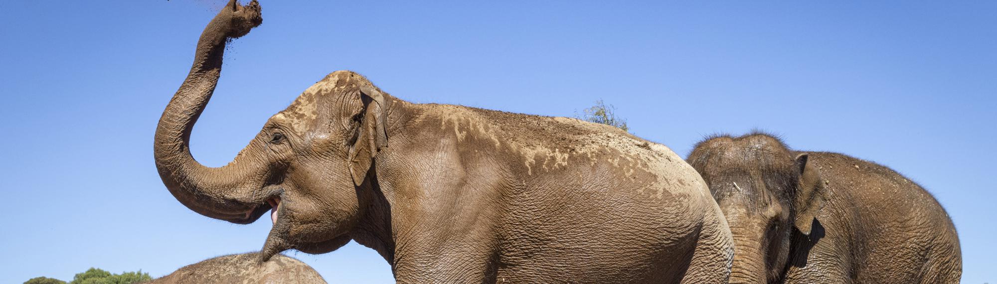 Family of three Elephants at the New Trail of the Elephants, with one flinging dirt with their trunk.