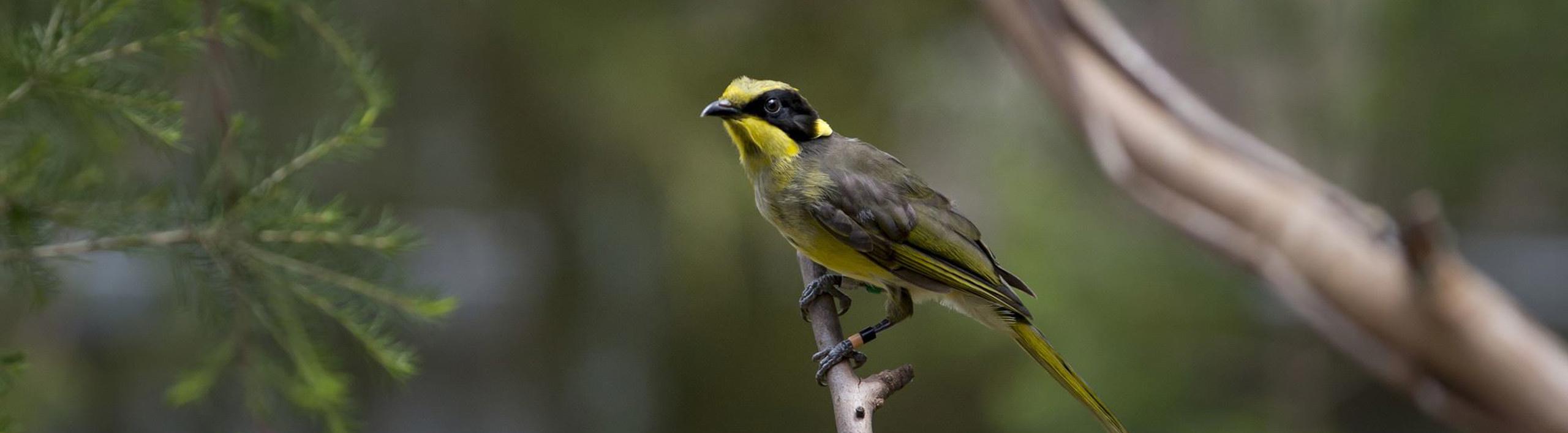 Young Helmeted Honeyeater sitting in a tree.