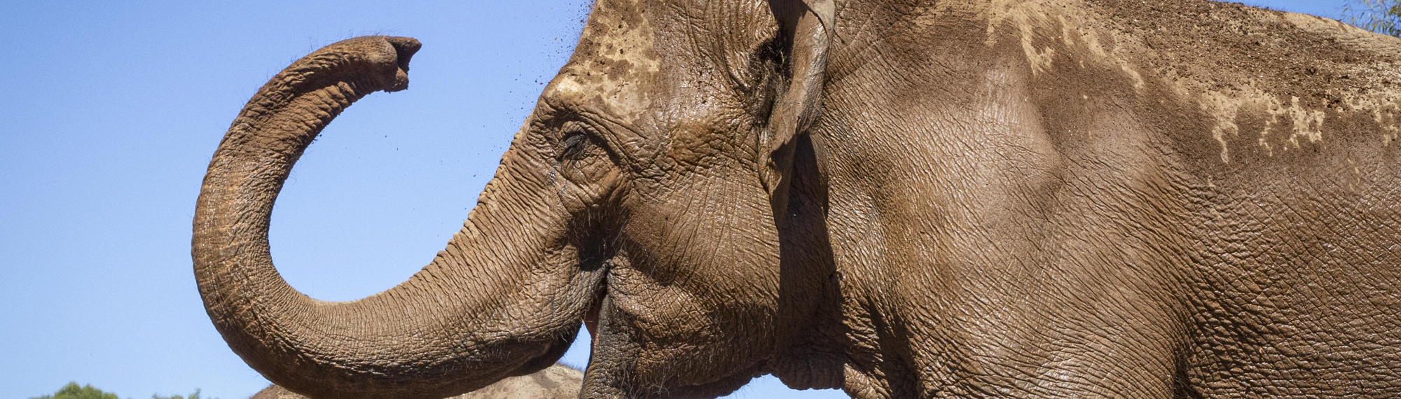 Family of five Elephants exploring the New Trail of the Elephants, with one flinging dirt with their trunk.