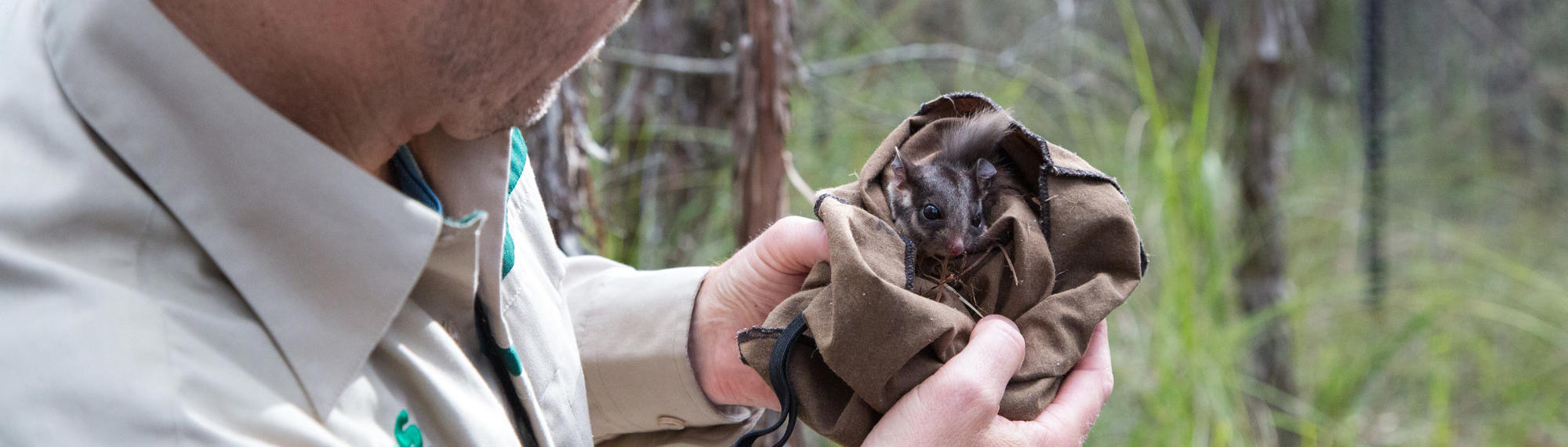 Keeper looking at a young Leadbeater's Possum in a sack, both facing right.
