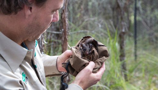 Keeper looking at a young Leadbeater's Possum in a sack, both facing right.