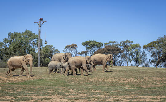 Seven Asian Elephants pacing right through their new Elephant Trail habitat, one holding browse in their trunk.