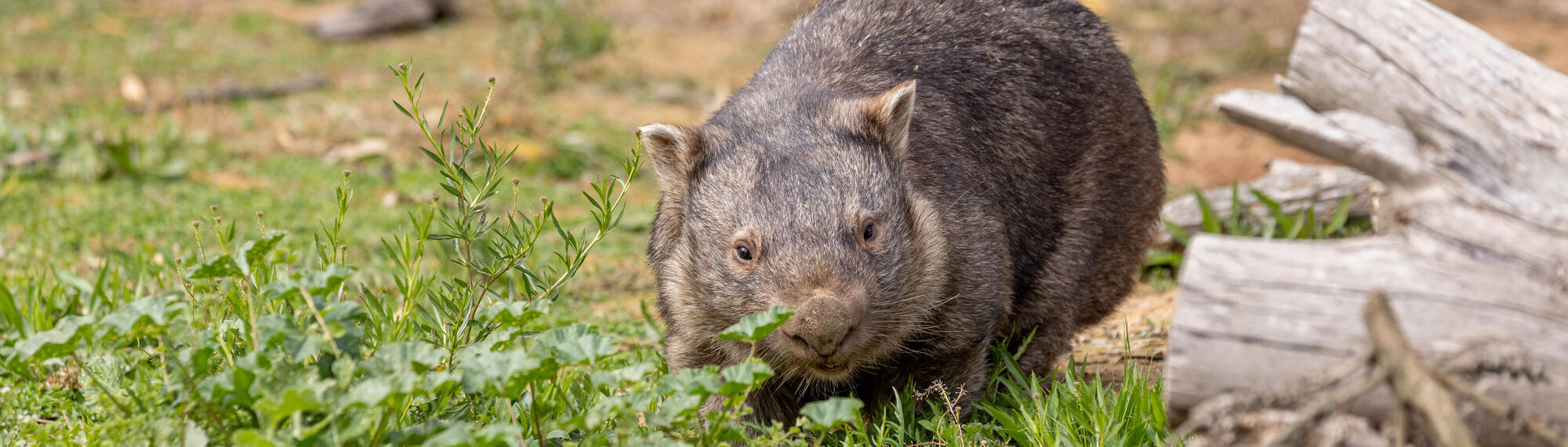 A brown Wombat is walking across grass, with a log to her left (our right).