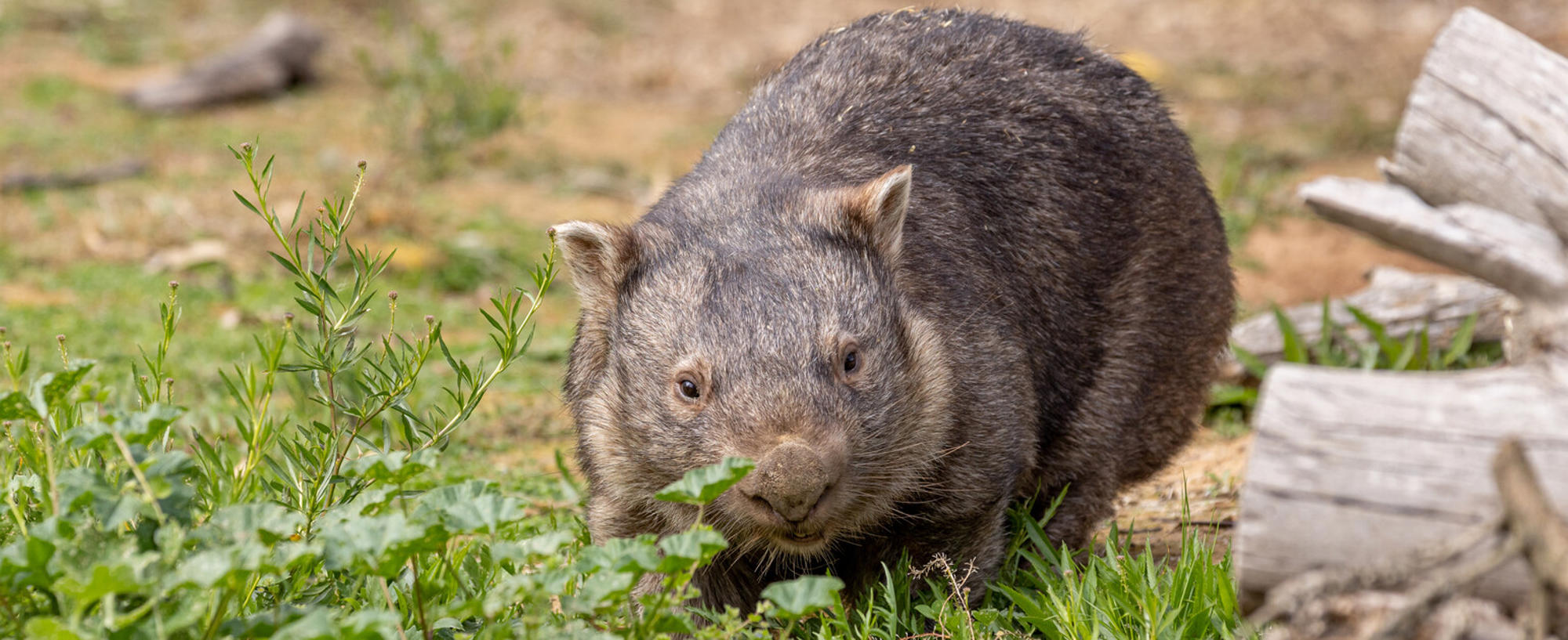 A brown Wombat is walking across grass, with a log to her left (our right).