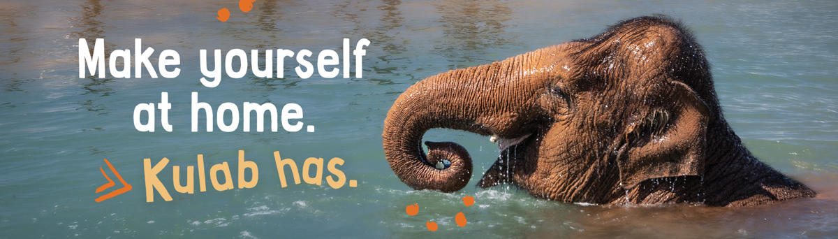 Kulab the elephant having a swim in the Elephant habitat at Werribee Open Range Zoo. Text reads 'Make yourself at home. Kulab has.