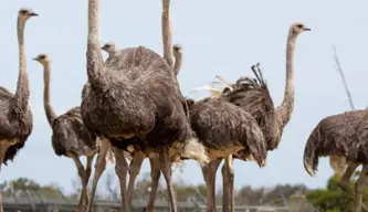 Ostrich standing in a line