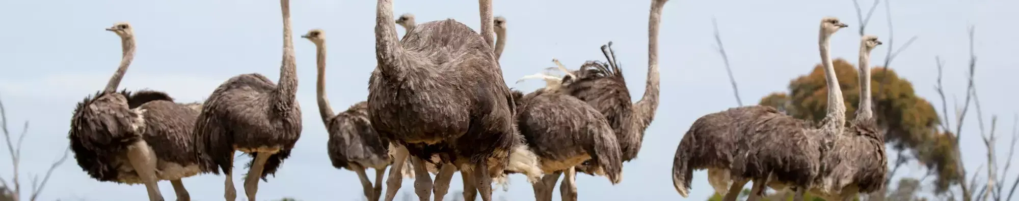 Ostrich standing in a line