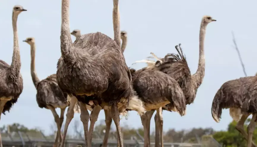 Ostrich standing in a line