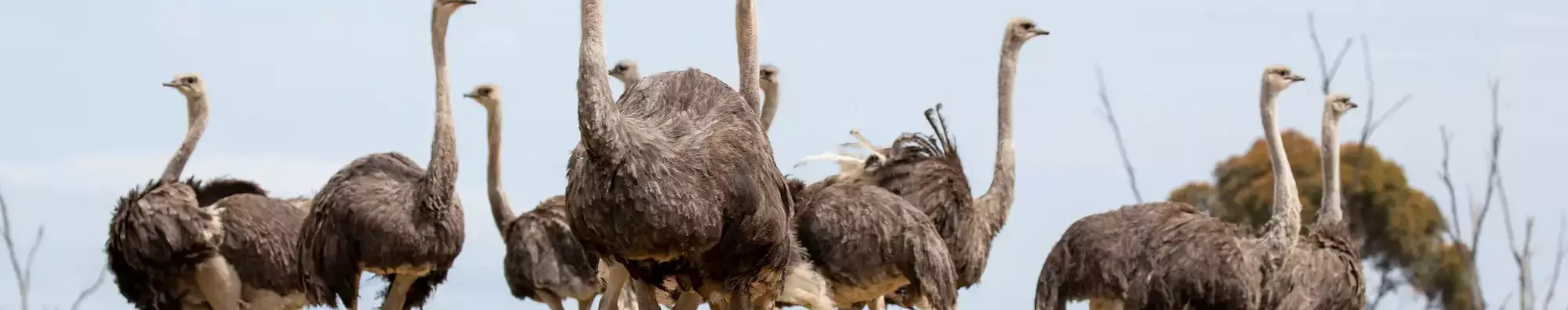 Wide shot of nine Ostriches standing in a line.